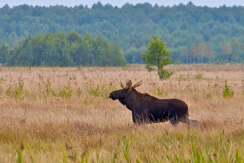 Elk (Moose) In The Biebrza Marshes