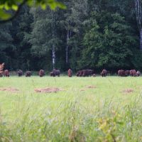 European Bison In The Bialowieza Forest, Poland