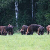 European Bison In The Bialowieza Forest, Poland