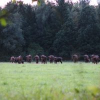 European Bison Herd In The Bialowieza Forest, Poland