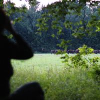 Watching European Bison In The Bialowieza Forest, Poland