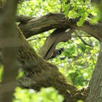 White-backed Woodpecker In The Bialowieza Forest By Pascal Rapin