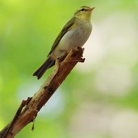 Wood Warbler, Photo By Pascal Rapin