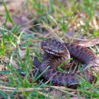 Adder At Biebrza Marshes