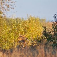Elk/Moose In The Biebrza Marshes, Poland