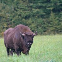 European Bison In The Bialowieza Forest, Poland