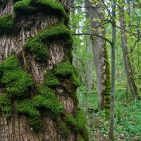 Moss In The Białowieża Forest, Poland