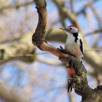 Middle-spotted Woodpecker In The Biebrza Marshes, Poland
