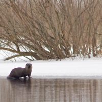 Otter & Beaver In The Biebrza Marshes, Poland