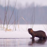 Otter In The Biebrza Marshes, Poland