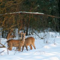 Roe Deer In The Biebrza Marshes, Poland