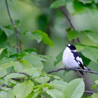 Collared Flycatcher In The Białowieża Forest, Poland