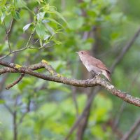 Thrush Nightingale In The Białowieża Forest, Poland
