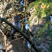 Pygmy Owl In The Bialowieza Forest, Poland