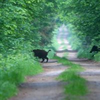 Incredible Wolf Sighting In The Białowieża Forest, Poland