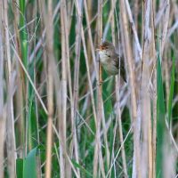 Marsh Warbler In The Bialowieza Forest, Poland