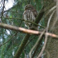 Pygmy Owl In The Bialowieza Forest, Poland