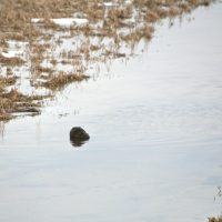 Beaver In The Biebrza Marshes In Winter, Poland