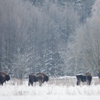 European Bison In The Winter Bialowieza Forest, Poland