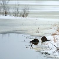 Beavers In The Winter Biebrza Marshes, Poland
