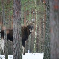 Elk/Moose In The Winter Biebrza Marshes, Poland