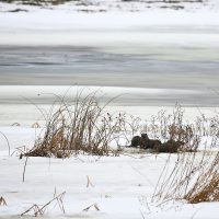 Otter In The Winter Biebrza Marshes, Poland