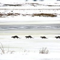Otters In The Winter Biebrza Marshes, Poland