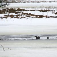 Otters In The Winter Biebrza Marshes, Poland