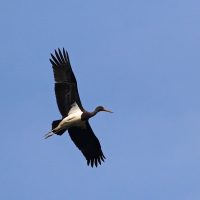 Black Stork In The Biebrza Marshes, Poland