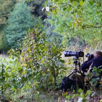 Photographing Wild European Bison In The Białowieża Forest, Poland