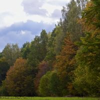 Autumn Colours In The Bialowieza Forest, Poland