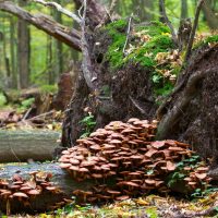Honey Fungus, Armillaria Sp. In The Białowieża Forest, Poland