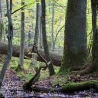 Autumn In The Białowieża Forest