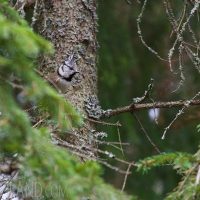 Crested Tit In The Białowieża Forest, Poland