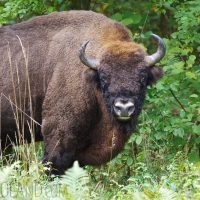 Wild European Bison In The Białowieża Forest, Poland