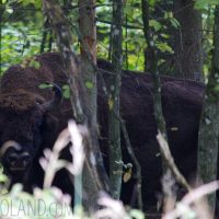 Wild European Bison In The Białowieża Forest, Poland