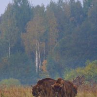Wild European Bison In The Białowieża Forest, Poland