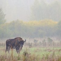 Wild European Bison In The Białowieża Forest, Poland