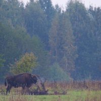 Lookout For Bison In The Białowieża Forest, Poland