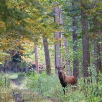 Red Deer In The Białowieża Forest, Poland
