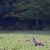 Red Fox In The Białowieża Forest, Poland