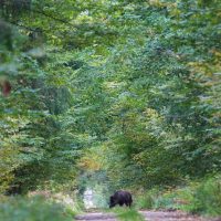 Wild Boar In The Białowieża Forest, Poland