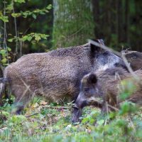 Wild Boar In The Białowieża Forest, Poland