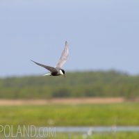 Whiskered Tern  In The Biebrza Marshes, Poland