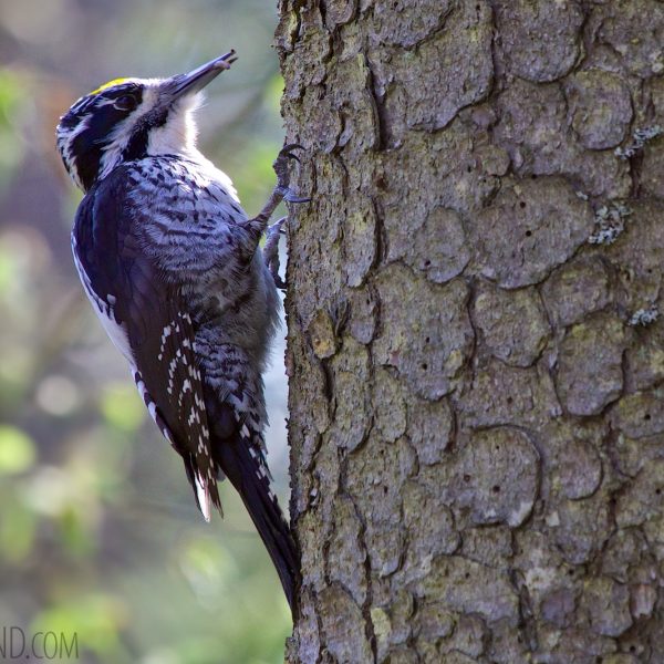 Three-toed Woodpecker In The Białowieża Forest, Poland