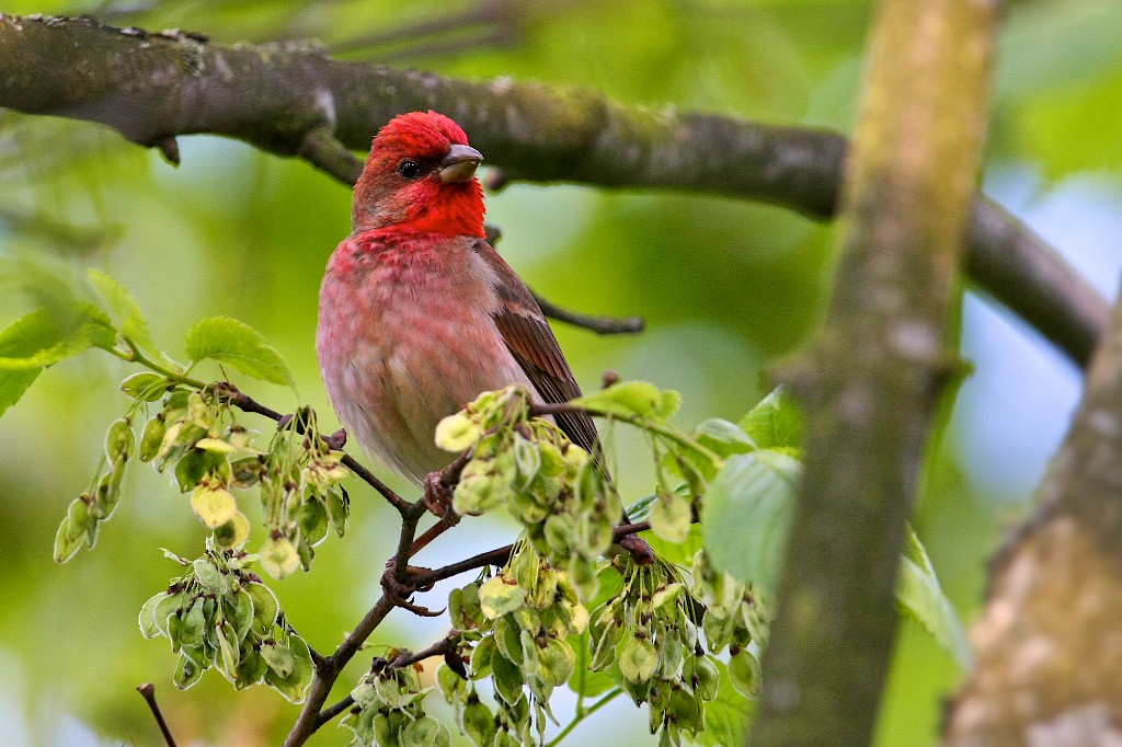 Rosefinch in the Białowieża Forest by Michael Eick