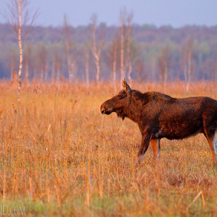 Elk (Moose) In The Biebrza National Park