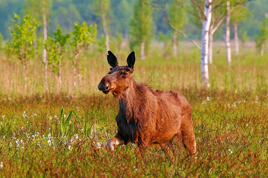 Elk Safari | Wild Poland – Wildlife Watching in Poland