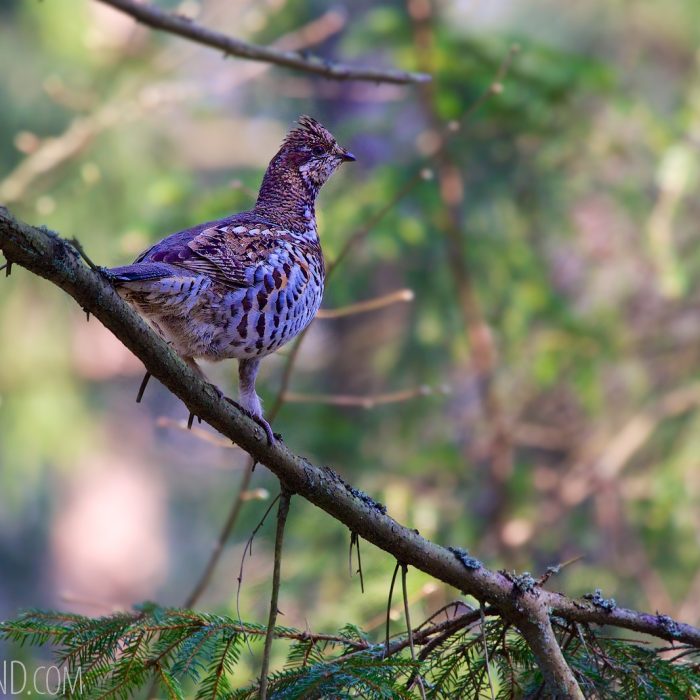 Hazel Grouse In The Białowieża Forest