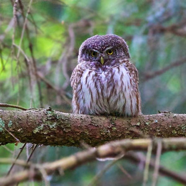 Pygmy Owl In The Białowieża Forest